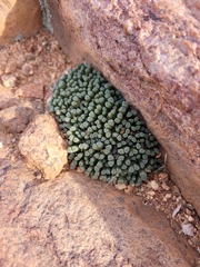 Conophytum reconditum