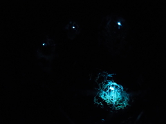 Arachnocampa luminosa