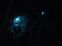 Arachnocampa luminosa