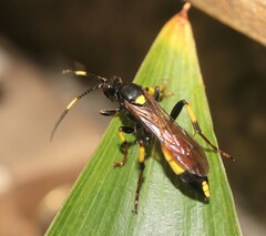 Ichneumon stramentor