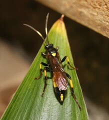 Ichneumon stramentor