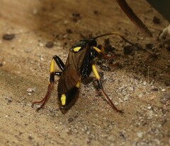Ichneumon stramentor