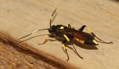 Ichneumon stramentor