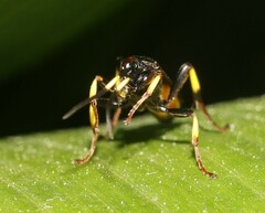 Ichneumon stramentor