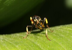 Ichneumon stramentor