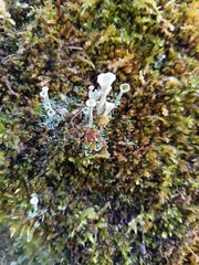 Cladonia pyxidata