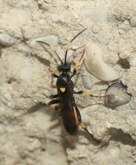 Ichneumon stramentor