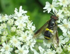 Chrysotoxum bicinctum