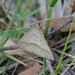 Epidesmia hypenaria