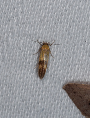 Stathmopoda auriferella