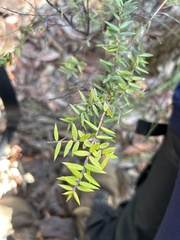 Acrotriche aggregata