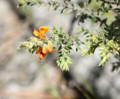 Pultenaea procumbens