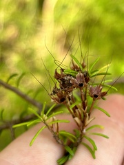 Calytrix tetragona