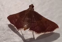 Endotricha mesenterialis