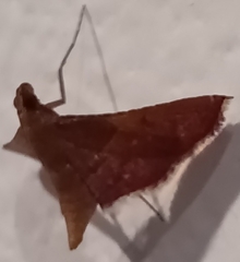 Endotricha mesenterialis