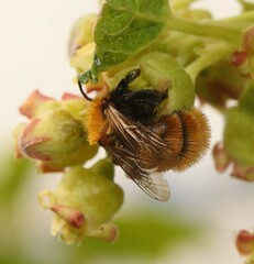 Andrena fulva