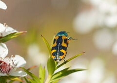 Castiarina scalaris