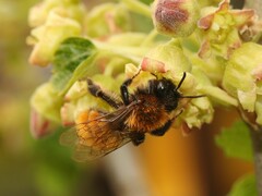Andrena fulva