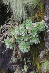 Aeonium leucoblepharum