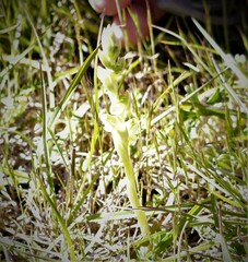 Pterostylis mutica