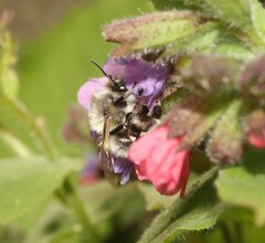Anthophora plumipes