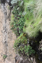 Aeonium leucoblepharum