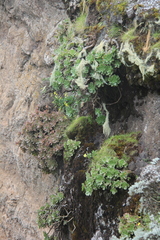 Aeonium leucoblepharum