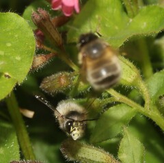 Anthophora plumipes
