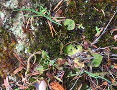 Acianthus sinclairii