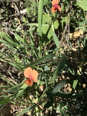 Lathyrus hierosolymitanus