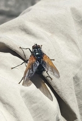 Chetogaster violacea-viridis