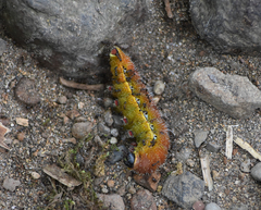 Copaxa multifenestrata