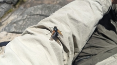 Chetogaster violacea-viridis