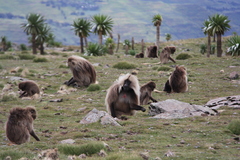 Theropithecus gelada