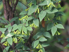 Wikstroemia nutans