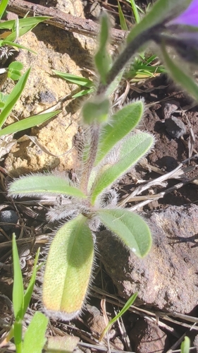 Echium plantagineum image