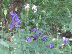 Aquilegia vulgaris