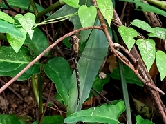 Gynacantha subinterrupta