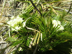 Aciphylla divisa