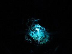 Arachnocampa luminosa