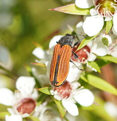 Castiarina erythroptera
