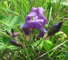 Iris aphylla