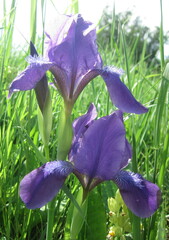 Iris aphylla