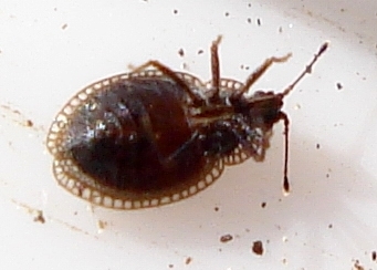 moss lacebug