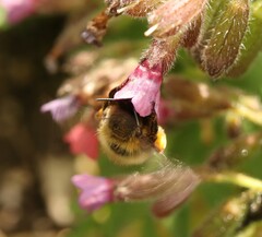 Anthophora plumipes