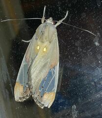 Bertholdia flavidorsata