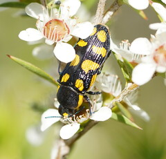 Castiarina octospilota