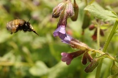 Anthophora plumipes