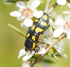 Castiarina octospilota