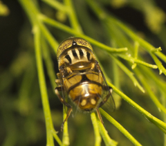 Eristalinus punctulatus